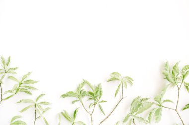 yeşil yapraklar desen