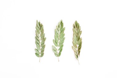 Yeşil dallar üzerinde beyaz izole