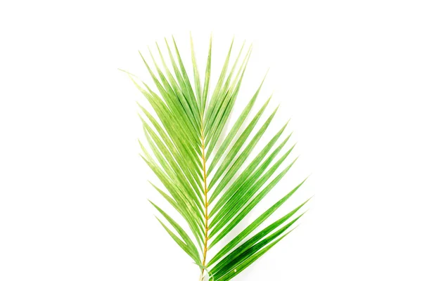 Yeşil palmiye dalı — Stok fotoğraf