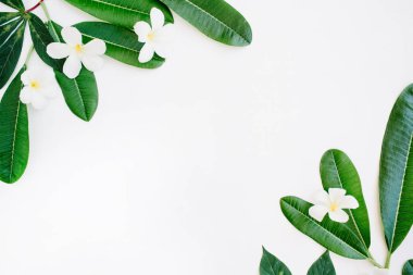 topikal egzotik renkli yaprakları çerçeve 