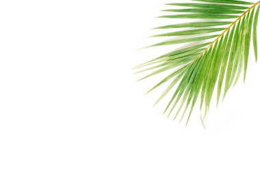 yeşil palmiye dalı 