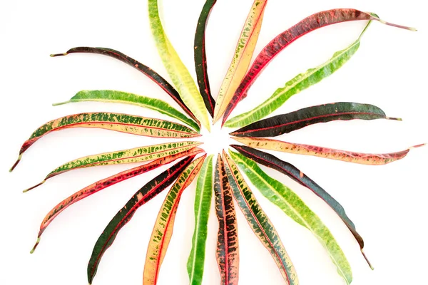 Тематические экзотические цветные листья — стоковое фото