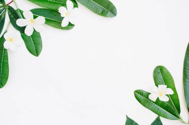 egzotik renkli yaprakları