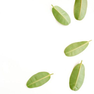 Beyaz yeşil yapraklar 