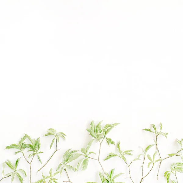 Padrão de folhas verdes — Fotografia de Stock
