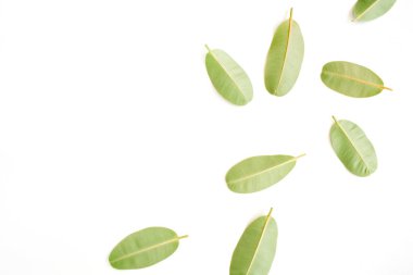 Beyaz yeşil yapraklar