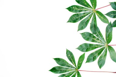 Yeşil palmiye dalları