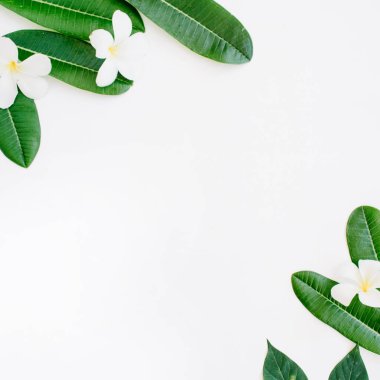 tropikal egzotik renkli yaprakları çerçeve