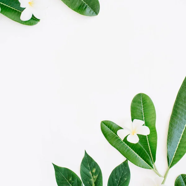 Beyaz yeşil yapraklar — Stok fotoğraf