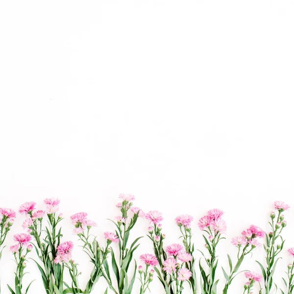 Розовые полевые цветы на белом фоне — стоковое фото