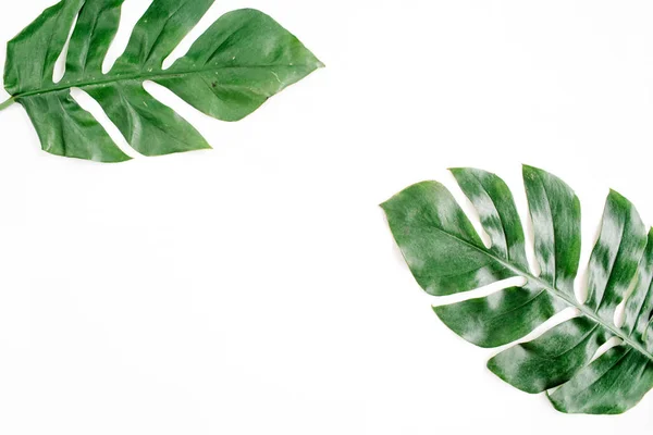 열 대 야자나무 잎 — 스톡 사진