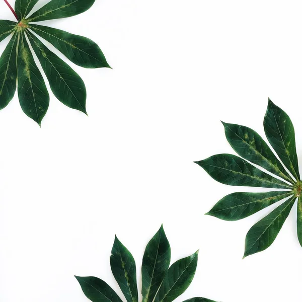 Gröna palmblad ram — Stockfoto