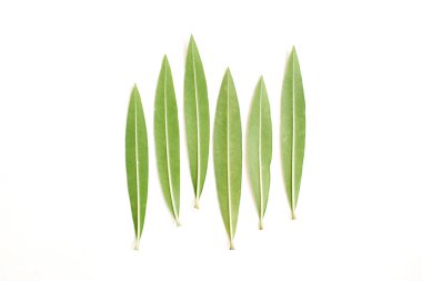 yeşil ağaç yaprakları