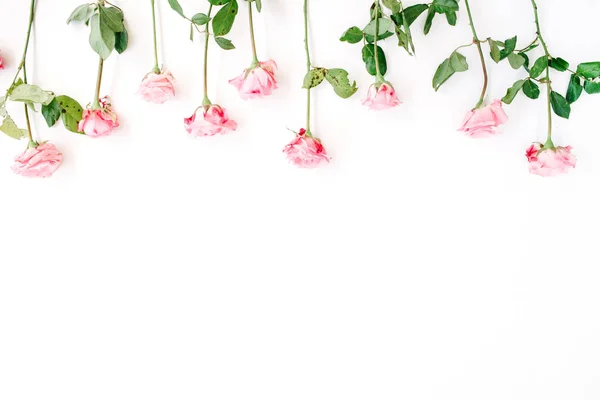 Rosas rosa sobre fundo branco — Fotografia de Stock