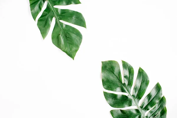 열 대 야자나무 잎 — 스톡 사진