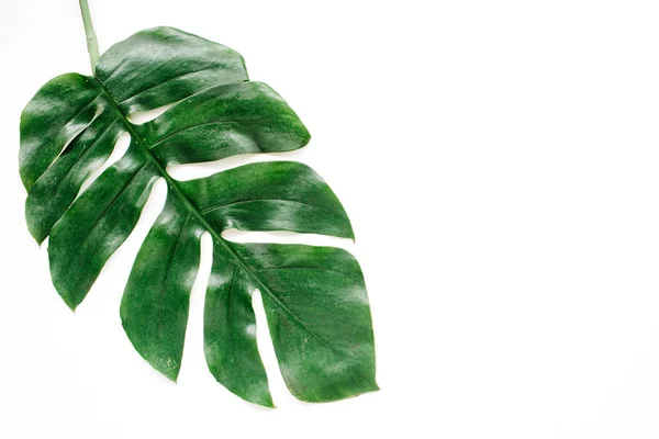 Tropical palm leaf — Stock Photo, Image