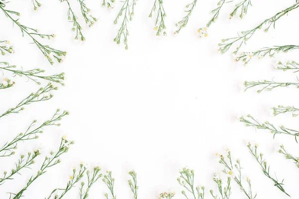 Cornice fiori selvatici su sfondo bianco — Foto Stock