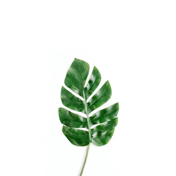 Φύλλα τροπικού φοίνικα — Φωτογραφία Αρχείου