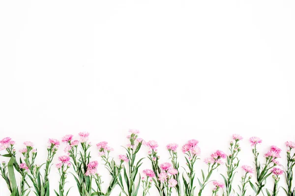 Розовые полевые цветы на белом фоне . — стоковое фото