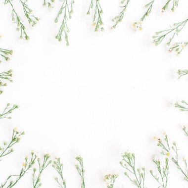 Beyaz arka plan karede kır çiçekleri