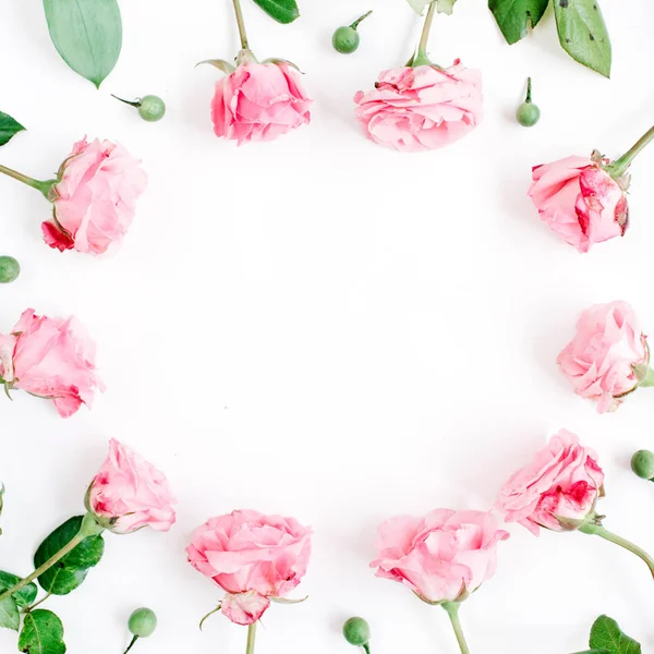 Rosas rosadas sobre fondo blanco — Foto de Stock