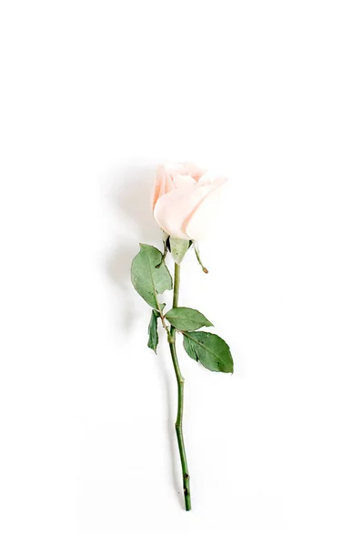 Jeden béžové růže na bílé pozadí — Stock fotografie