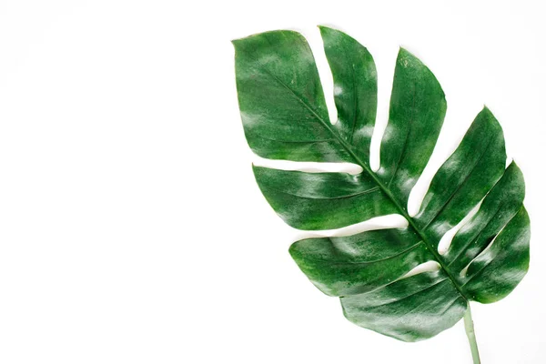 Tropical palm leaf — Stock Photo, Image