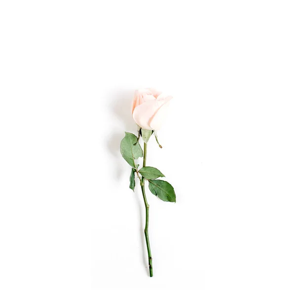 Uma rosa bege no fundo branco — Fotografia de Stock