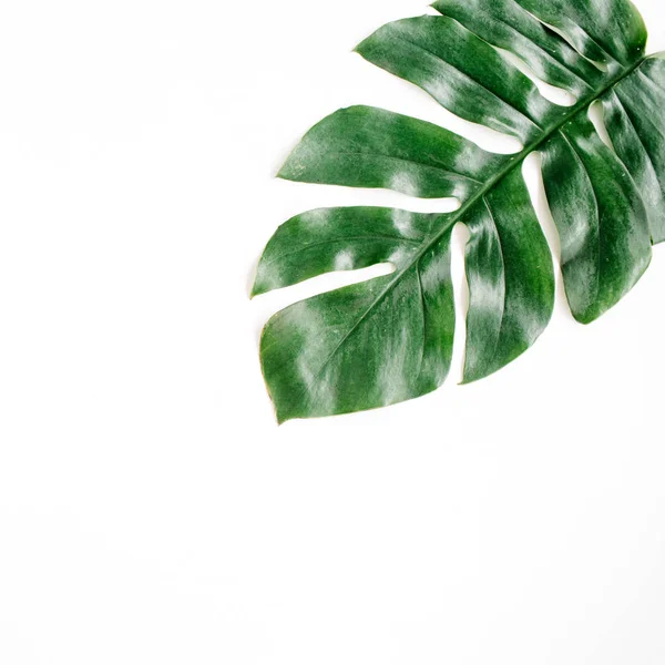 Tropical palm leaf — Stock Photo, Image