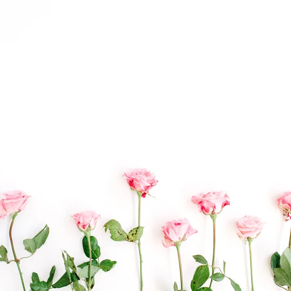 Mawar merah muda pada latar belakang putih — Stok Foto