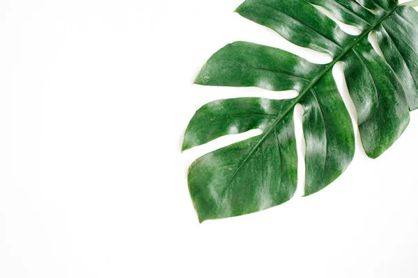 Tropisch palmblad — Stockfoto