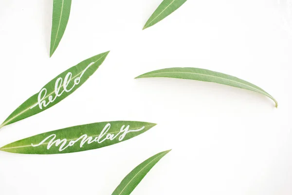 Parole calligrafiche "Hello Monday" scritte su foglie verdi — Foto Stock