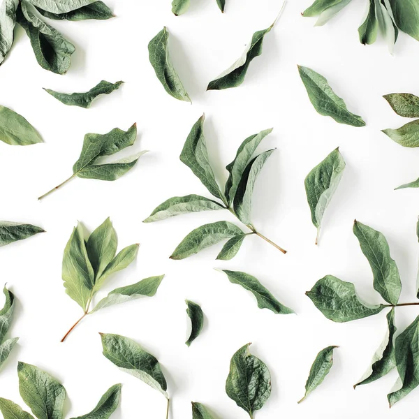 Textura con hojas verdes — Foto de Stock