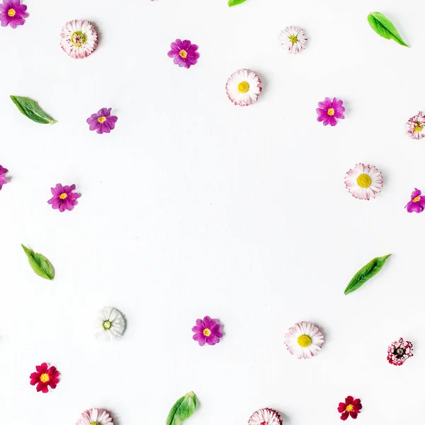 Botões de camomila, folhas, pétalas sobre fundo branco — Fotografia de Stock