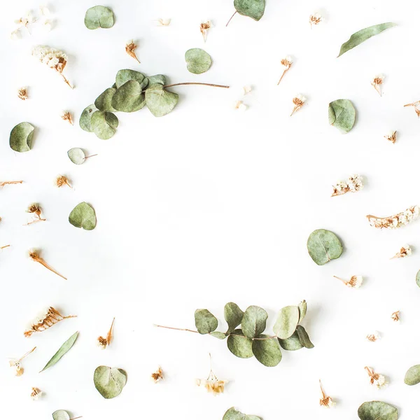 Dry and fresh eucalyptus branches — Stock Photo, Image