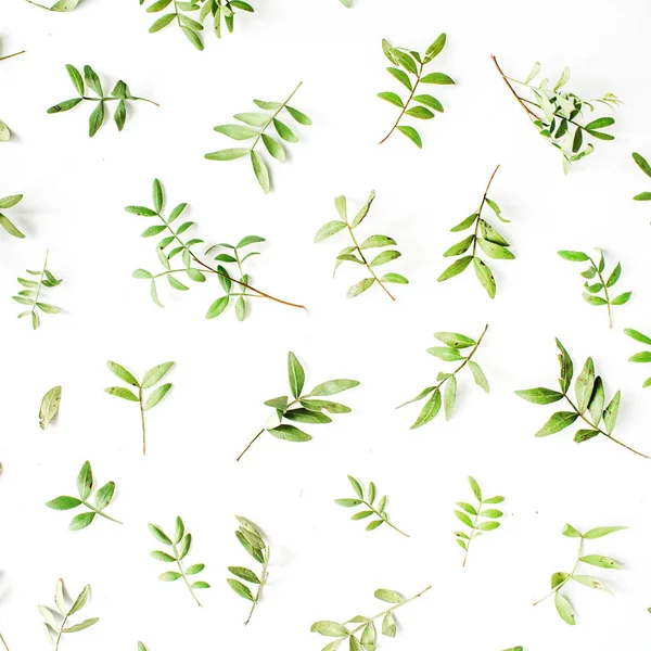 Зеленые ветви и листья на белом фоне — стоковое фото