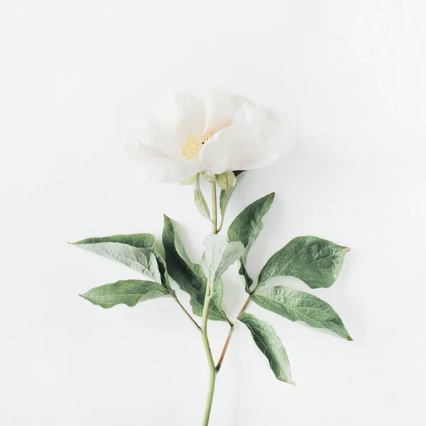 Flor de peonía beige solitario — Foto de Stock