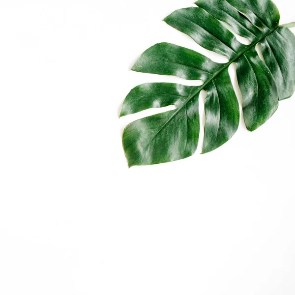 Tropical palm leaf — Stock Photo, Image