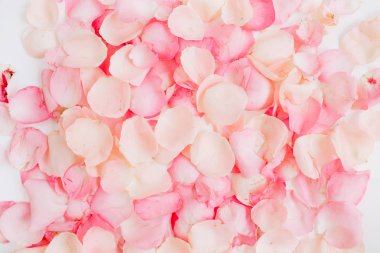 pembe gül yaprakları