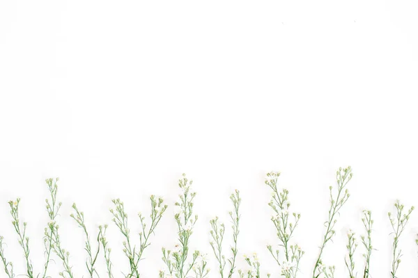 Fleurs sauvages sur fond blanc — Photo