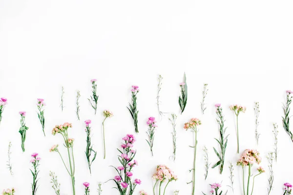 Дикі квіти на білому тлі — стокове фото