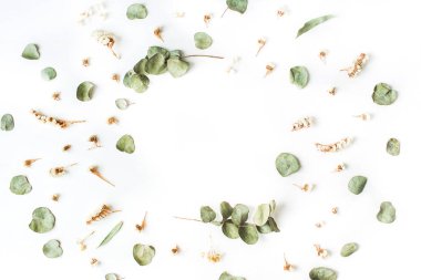 Kuru ve taze okaliptüs dalları 