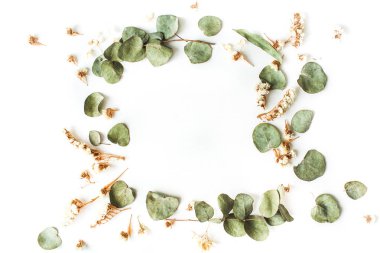 Kuru ve taze okaliptüs dalları 