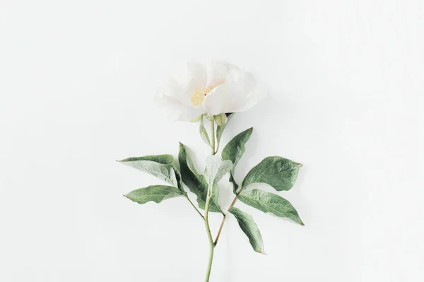 Flor de peonía beige solitario — Foto de Stock