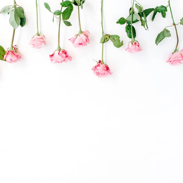 Рожеві троянди на білому тлі — стокове фото