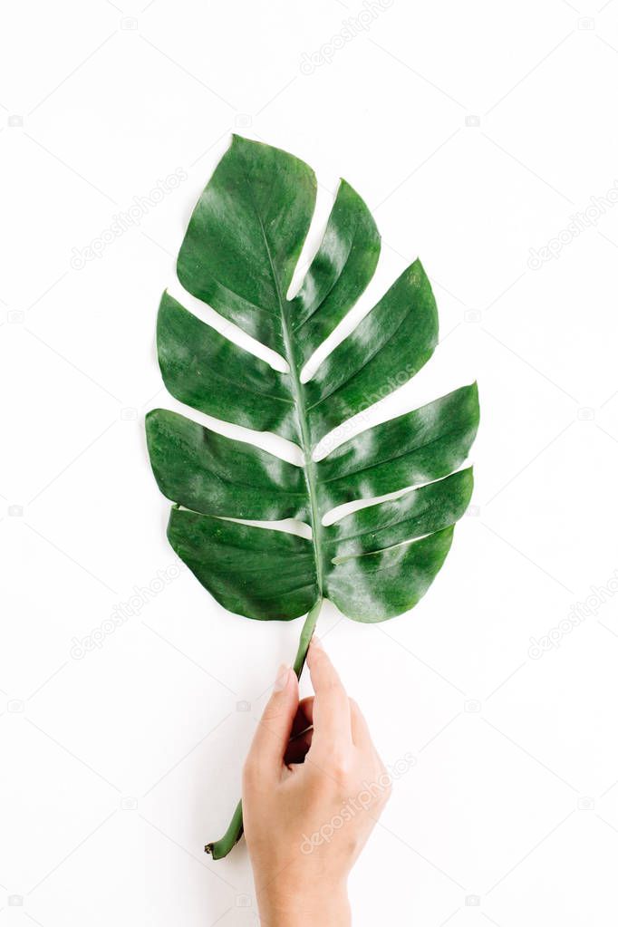 Hand holding tropical palm leaf. 
