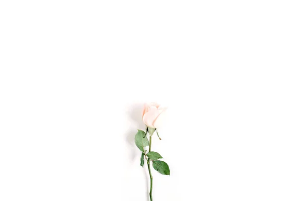 Una rosa beige sobre fondo blanco —  Fotos de Stock