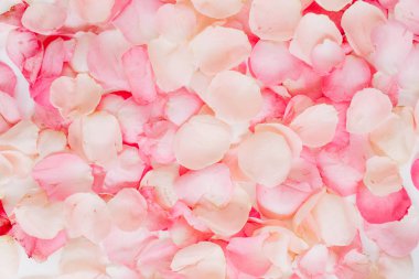 pembe gül yaprakları