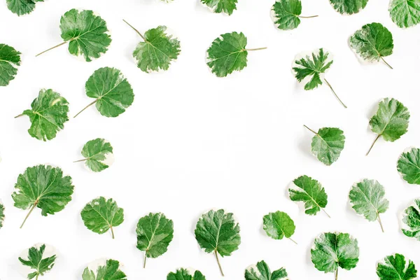 Πλαίσιο στεφάνι από πράσινα φύλλα — Φωτογραφία Αρχείου