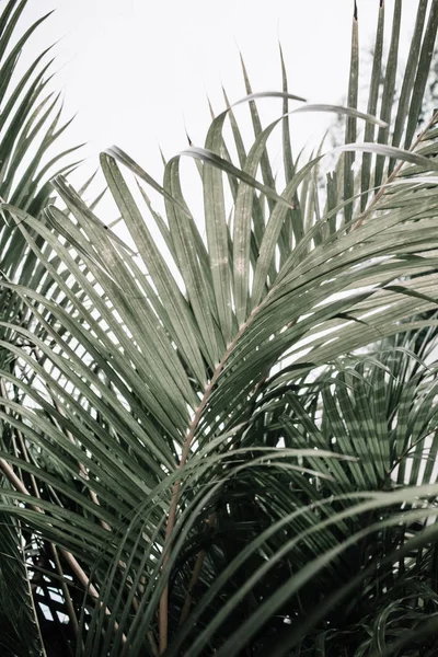 Tropical palm branches — Stock Photo, Image